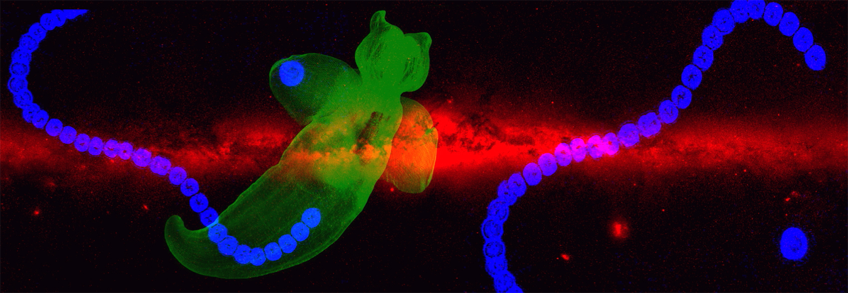 Ali Hossaini - Bacteria Undersea Galaxy